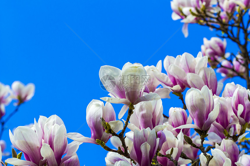 在蓝天上被孤立的 盛开的木兰花玉兰植物枝条生长蓝色花瓣植物学异国紫色天空图片