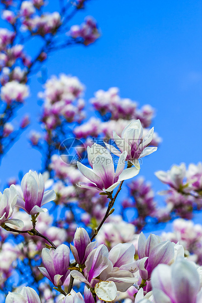 在蓝天上被孤立的 盛开的木兰花枝条天空花瓣植物玉兰生长蓝色紫色宏观植物群图片