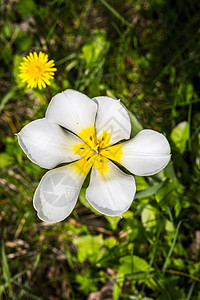 白花和黄色春花 盛开花朵图片