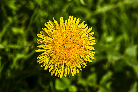 特写普通的dandelion叶子花瓣太阳花粉宏观花园阳光季节植物植物学图片