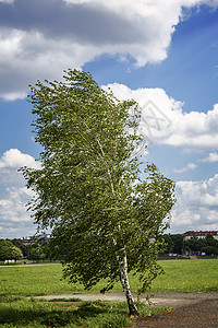德国柏林的二树图片