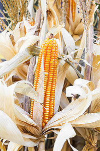 黄黄色干玉米营养玉米芯店铺农场收成棒子食物内核蔬菜粮食图片