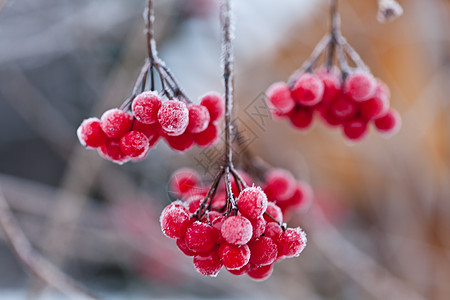 秋叶雪霜冻红莓 快关门衬套釉面白色红色植物圆形季节荒野别针植物群背景