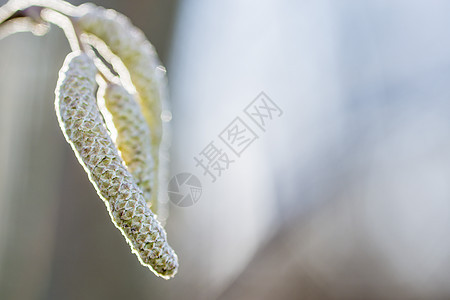 胡桃花坚果花园枝条森林蓝色季节食物植物水果刷子图片