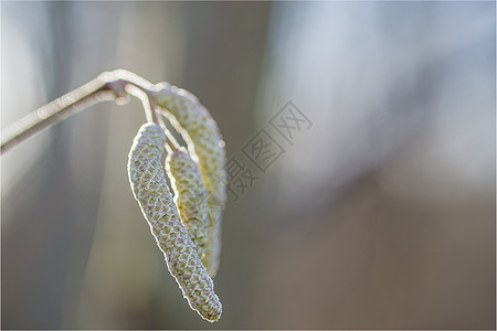 胡桃花叶子季节农村花粉刷子灌木花园木头水果榛子图片