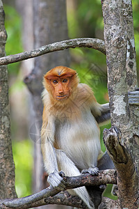 蛋白质猴子绿色植物公园丛林森林孩子红树鼻猴避难所异国鼻子图片