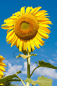 向日向植物活力晴天太阳阳光黄色植物学叶子乡村花瓣图片