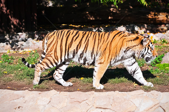 老虎食肉猎人危险条纹捕食者丛林动物园侵略野生动物愤怒图片