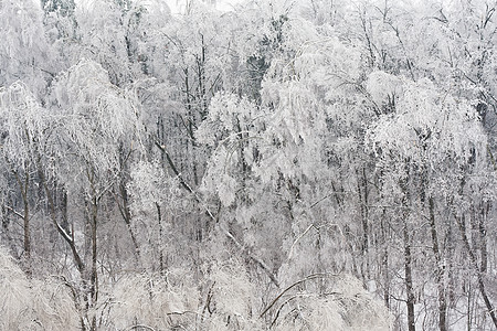 秋叶雪霜冬季森林季节场景树木白色冻结天空木头天气背景