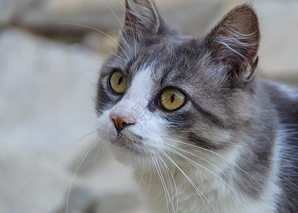 灰猫和白猫条纹家畜灰色警报绿色哺乳动物白色好奇心眼睛动物图片