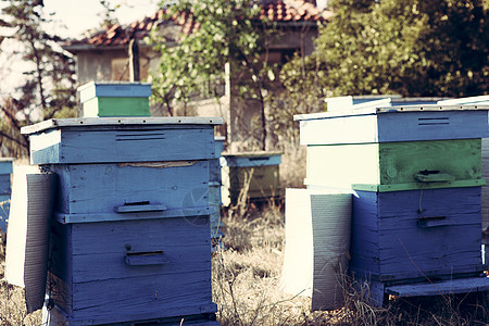 保管人蜜蜂食物昆虫蜂蜡女王荒野宏观权威六边形花粉图片