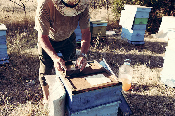 保管人金子梳理树木表扬蜜蜂女王六边形花粉蜂蜡食物图片