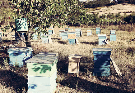 保管人领导养蜂人保健荒野表扬蜜蜂金子卫生权威女王图片