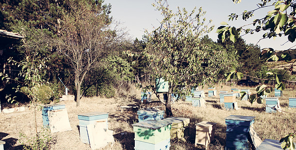 保管人动物荒野花粉细胞梳理昆虫养蜂人蜜蜂蜂蜡药品图片