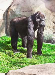 大猩猩自然灵长类丛林动物荒野银背哺乳动物男性野生动物力量图片