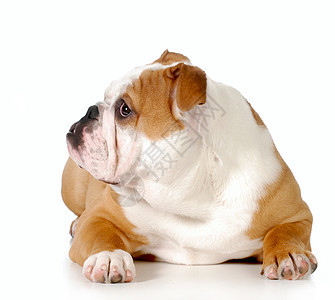 可爱的斗牛犬小狗反射生长哺乳动物拉伸犬类动物情感女性英语白色图片