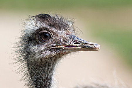 Emu 肖像羽毛野生动物脖子头发眼睛生态动物园荒野鸟类动物群图片