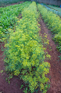 泰河以北的生菜田绿色生长收成场地院子图片