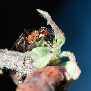 蚂蚁天空团队昆虫工作漏洞橙子环境太阳森林木头图片
