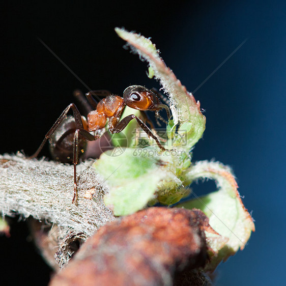 蚂蚁天空团队昆虫工作漏洞橙子环境太阳森林木头图片