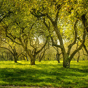 绿林太阳公园植物阳光晴天树干场景季节林地叶子图片