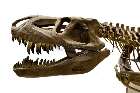 恐龙骨架灭绝展览古生物学骨骼骨头颅骨博物馆历史白色化石图片