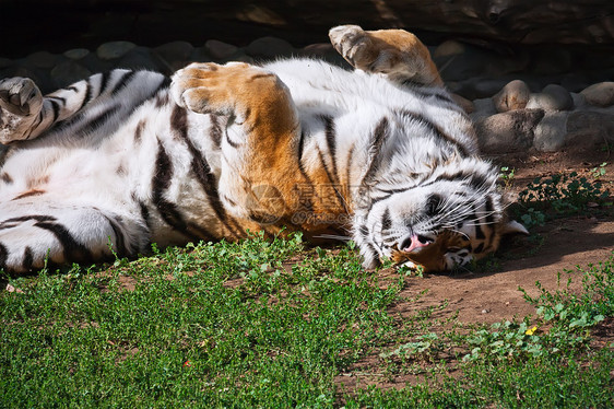 老虎条纹丛林荒野危险猫科动物野猫动物园猎人侵略食肉图片