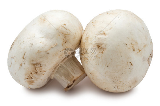 香农蘑菇团体白色宏观美食营养蔬菜图片