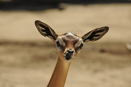 盖瑞努克语Name荒野食草反刍动物俘虏耳朵野生动物眼睛哺乳动物国家动物园图片