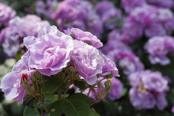 粉红玫瑰婚礼野玫瑰园艺杂交种荧光花园传家宝香味花朵图片
