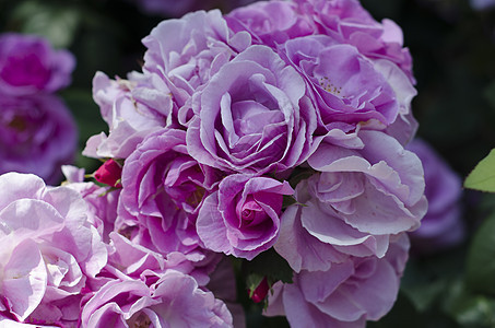 粉红玫瑰花朵香味野玫瑰传家宝荧光园艺花园婚礼杂交种图片