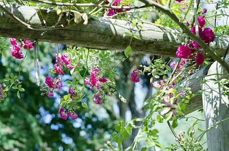 粉红玫瑰园艺野玫瑰婚礼传家宝香味花朵花园杂交种荧光图片