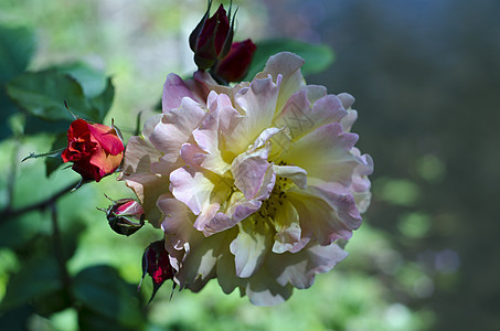 黄粉玫瑰婚礼杂交种香味园艺花朵传家宝荧光花园野玫瑰图片