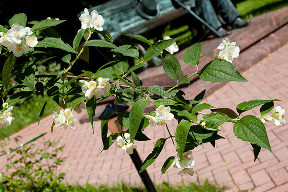 绿叶和白花水平纪念碑公园木头植被白色黄色衬套植物群茉莉花图片