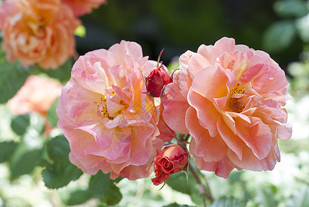 黄粉玫瑰婚礼花园香味荧光杂交种传家宝园艺野玫瑰花朵图片
