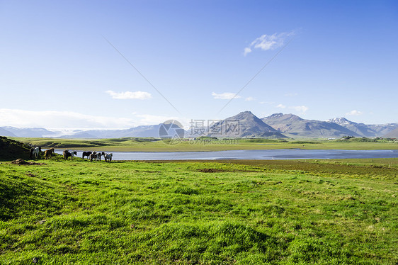 美丽的湖在山地背景之下 冰岛 夏天好乡村场地火山草原岩石农村全景场景花朵天空图片