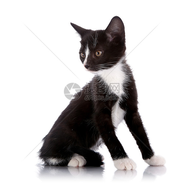 黑白小猫只坐在白色背景上动物尾巴农场脊椎动物晶须毛皮兽医婴儿食肉友谊图片