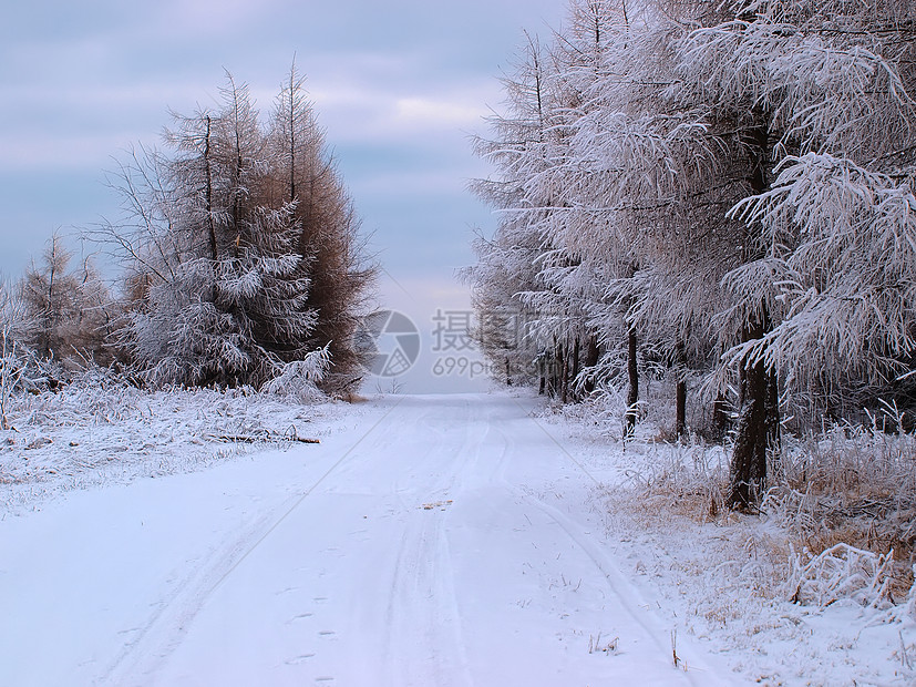 霜冻覆盖的森林旅行公园蓝色松树环境季节天空晴天云杉场景图片