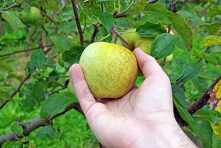 手摘苹果叶子食物农业圣经果园采摘园艺禁果植物花园背景图片