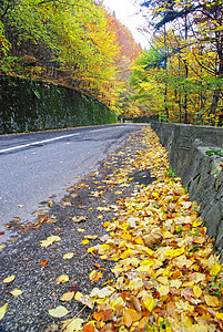 秋季公路大街木头国家旅游中心树木季节环境途径森林图片