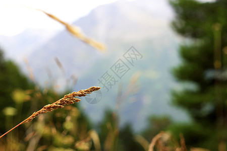 在草原上生长的黄草耳朵叶子晴天高山黄色季节阳光土地森林风景草地图片