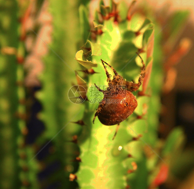 棕蜘蛛爬在绿仙人掌上昆虫动物学绿色动物别针植物群动物群图片