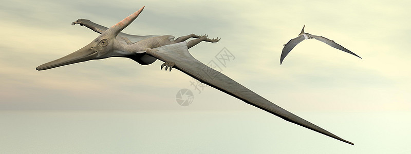 Pteranodon恐龙飞行  3D插图环境翼龙蜥蜴捕食者翅膀科学荒野古生物学棕色图片