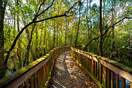 森林中的桥梁运输阳光摄影道路风景阴影木头公园旅游森林图片