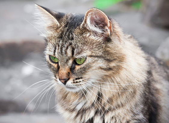 猫类猫科黑色小猫哺乳动物鼻子猫咪毛皮灰色虎斑晶须图片