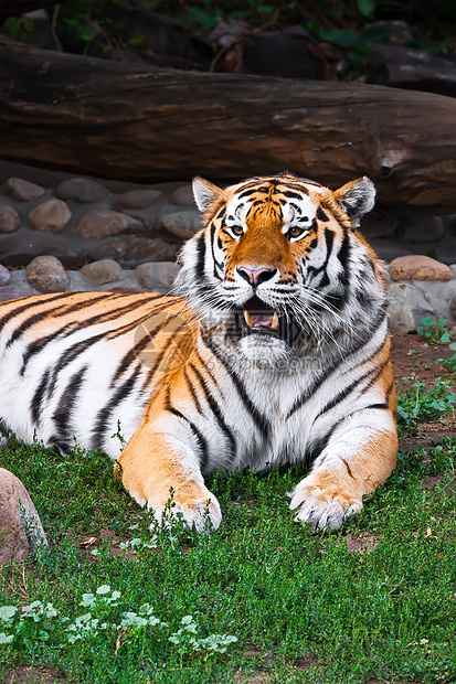 老虎猎人捕食者猫科动物食肉侵略野猫荒野动物园危险丛林图片