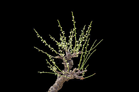 普拉姆花花李子生长叶子植物群花园季节阳光背景生活美丽图片