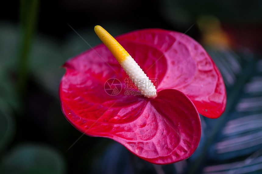 和花瓣热带情调雌蕊夫妻植物学荣耀叶子火烈鸟植物园图片