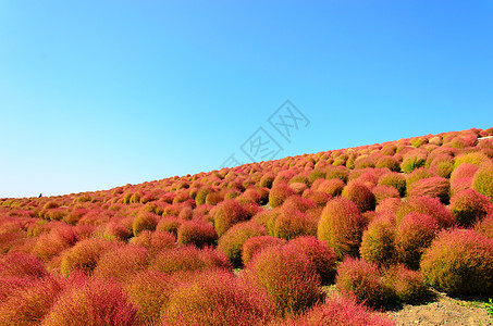 柯基亚绿色红豆植物公园火球草本植物地肤红色灌木丛图片