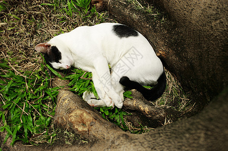 花园里的沉睡猫睡觉动物时间宠物图片